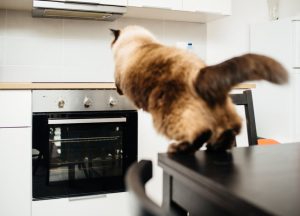 Pet-Proofing Your Home