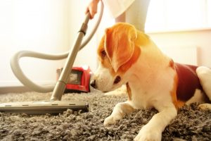 Pet-Proofing Your Home