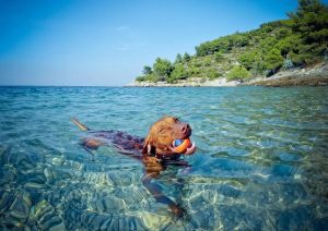 Dog Swimming