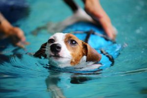 Dog Swimming